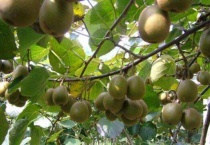 狲猴桃叶发黄的原因？