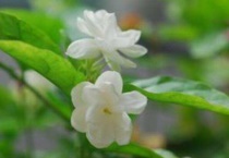 四季常青的花卉植物有哪些？