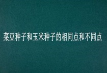 菜豆种子和玉米种子的相同点和不同点