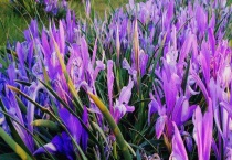 银川的市花市树分别是什么？附国槐和马兰花的特点