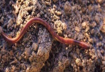 蚯蚓吃什么食物 附蚯蚓的生长环境和功效作用