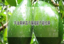 牛油果树苗不嫁接能不能结果