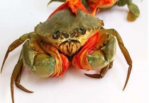 青蟹和梭子蟹的区别？ 科属、形态、产地和营养价值均不同