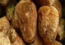 怎么泡发猴头菇才不会苦 猴头菇为什么是苦的