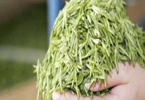 毛尖是绿茶吗？附毛尖的生产工艺