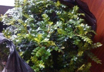 防蚊子的植物有哪些？