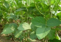 豆子什么时候播种