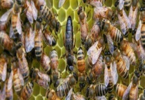 蜂王的寿命有多长 长寿的原因？