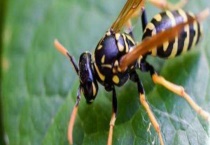 长脚胡蜂(长脚佬) 附详细介绍