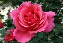 月季第一波花苞要剪吗？