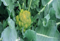 花菜叶子能不能吃 花菜叶子的做法