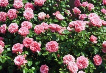 欧月的阳台养殖多久？