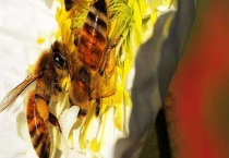 蜜蜂是昆虫吗 蜜蜂简介