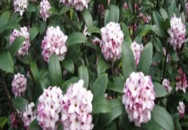 金边瑞香叶子发黄是怎么回事 有六个原因？