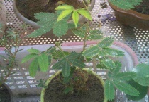 含羞草发芽后再怎么种