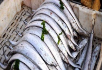 刀鱼的价格大概多少 主要分布在哪