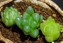 帝王寿和玉露的区别？是什么？