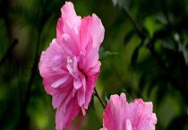 木槿花能用硫酸亚铁吗？