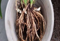 分株和扦插的区别？