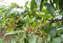 荔枝种植如何预防冻害