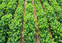 我国花生产地主要有哪些对方？花生的食用多久？