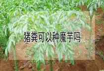 猪粪可以种魔芋吗？