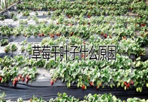 草莓干叶子什么原因？