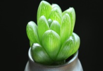 草玉露和玉露有什么不同 从分布、叶片、开花形状上来区分