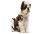 西施犬寿命有多长 附西施犬的饲养护理