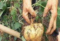 白薯不能和什么食物同时吃 附白薯的种植多久？