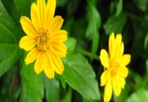 野菊花的花期 附其分布范围