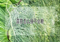 蒜苔怎么抽不会断