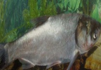 鲢鱼的生活习性及特点 详细如下