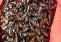 坑螺的养殖多久？