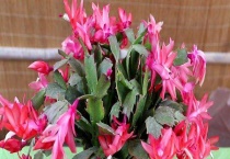 蟹爪兰一年开几次花？以及如何养殖