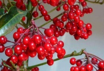 富贵籽怎么人工授粉