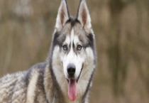 纯种哈士奇有哪些特征？从下列五个方面介绍