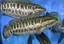 黑鱼吃什么食物 附捕食习性