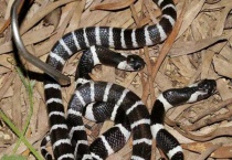 银环蛇和白环蛇区别？