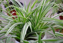 白酒浇吊兰可以吗？