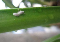 花长了白色的虫子怎么办？