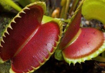 捕蝇草黑了还能复活吗？