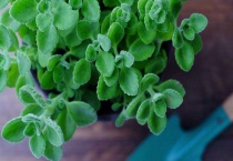 碰碰香有毒吗？