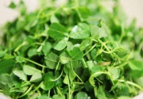 草头学名叫什么？