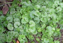 金钱草和铜钱草的区别？