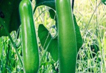 毛节瓜种植技术