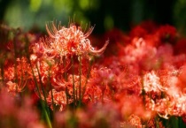 曼珠沙华又叫什么花