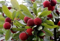 送杨梅的寓意是什么？