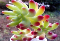 怎么给多肉植物松土