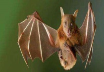 蝙蝠是老鼠变的吗 区别？在哪